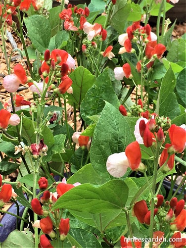 Runner Beans Heista Dwarf