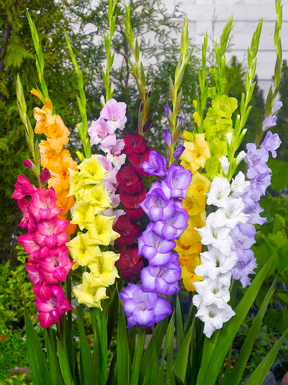 Gladiolus Rainbow Bulb Bonus Pack