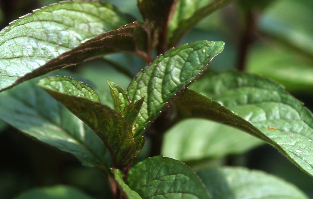Mint Chocolate 4" Pot