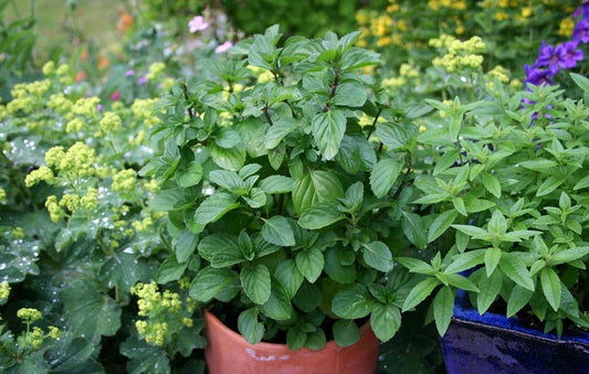 Mint Orange 4" Pot