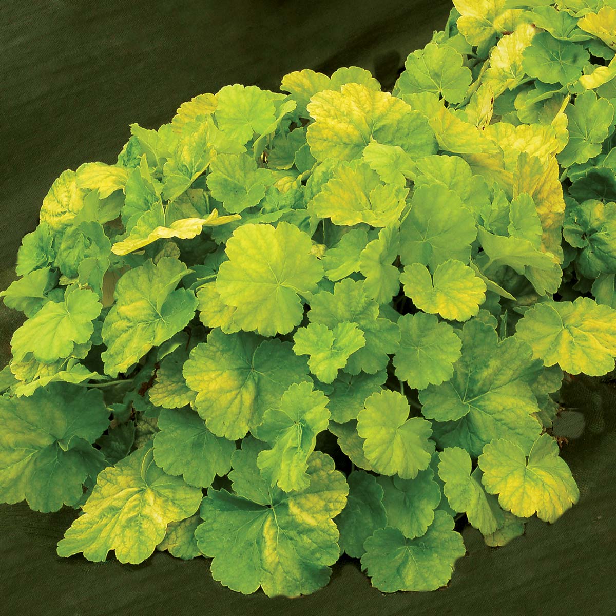 Coral Bells Northern Exposure Lime