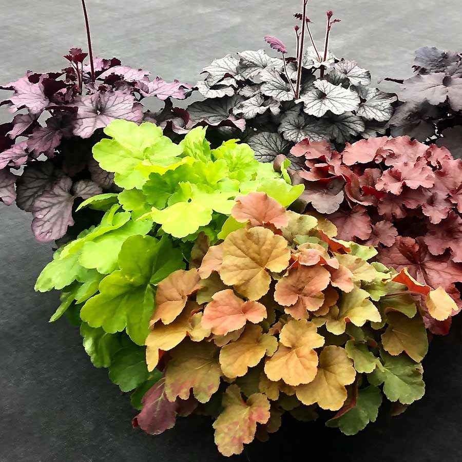Coral Bells Northern Exposure Lime