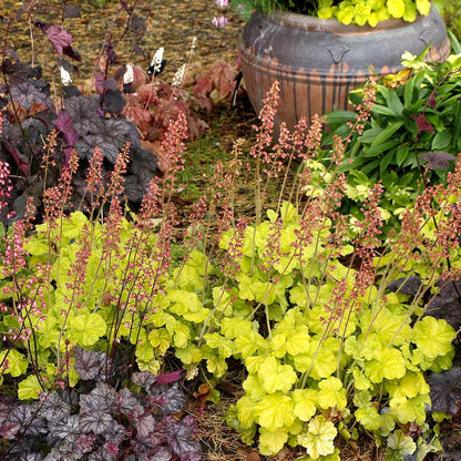Coral Bells Northern Exposure Lime