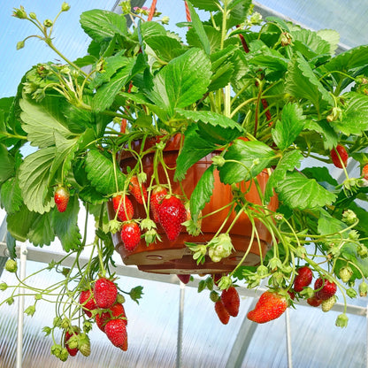 Strawberry Hanging Basket