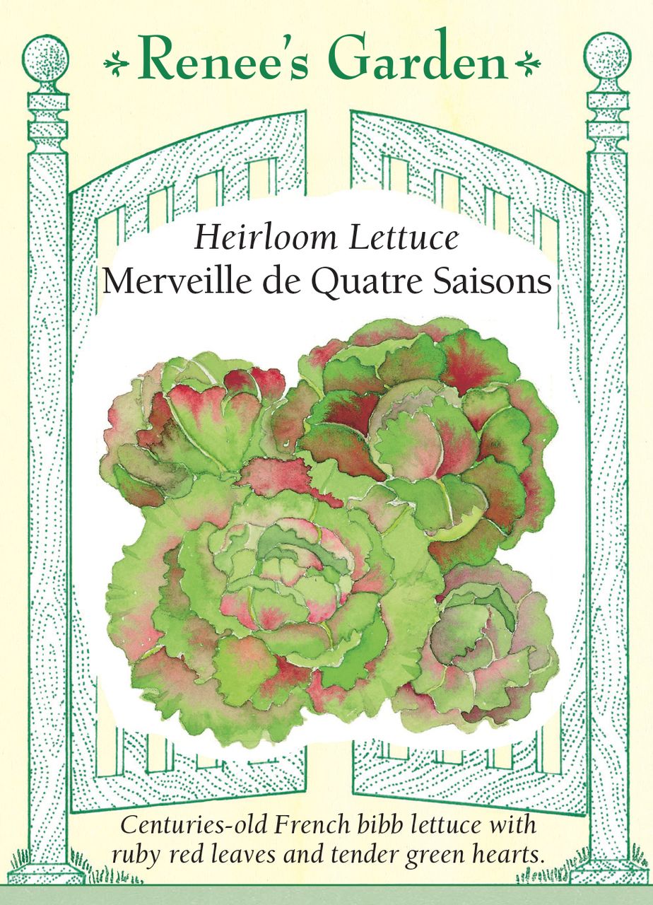 Lettuce Merveille de Quatre Saisons