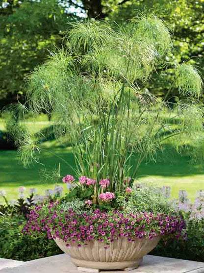 Cyperus King Tut 6" Pot