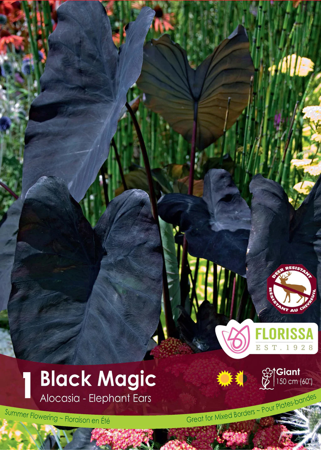 Colocasia Black Magic