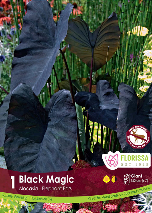 Colocasia Black Magic