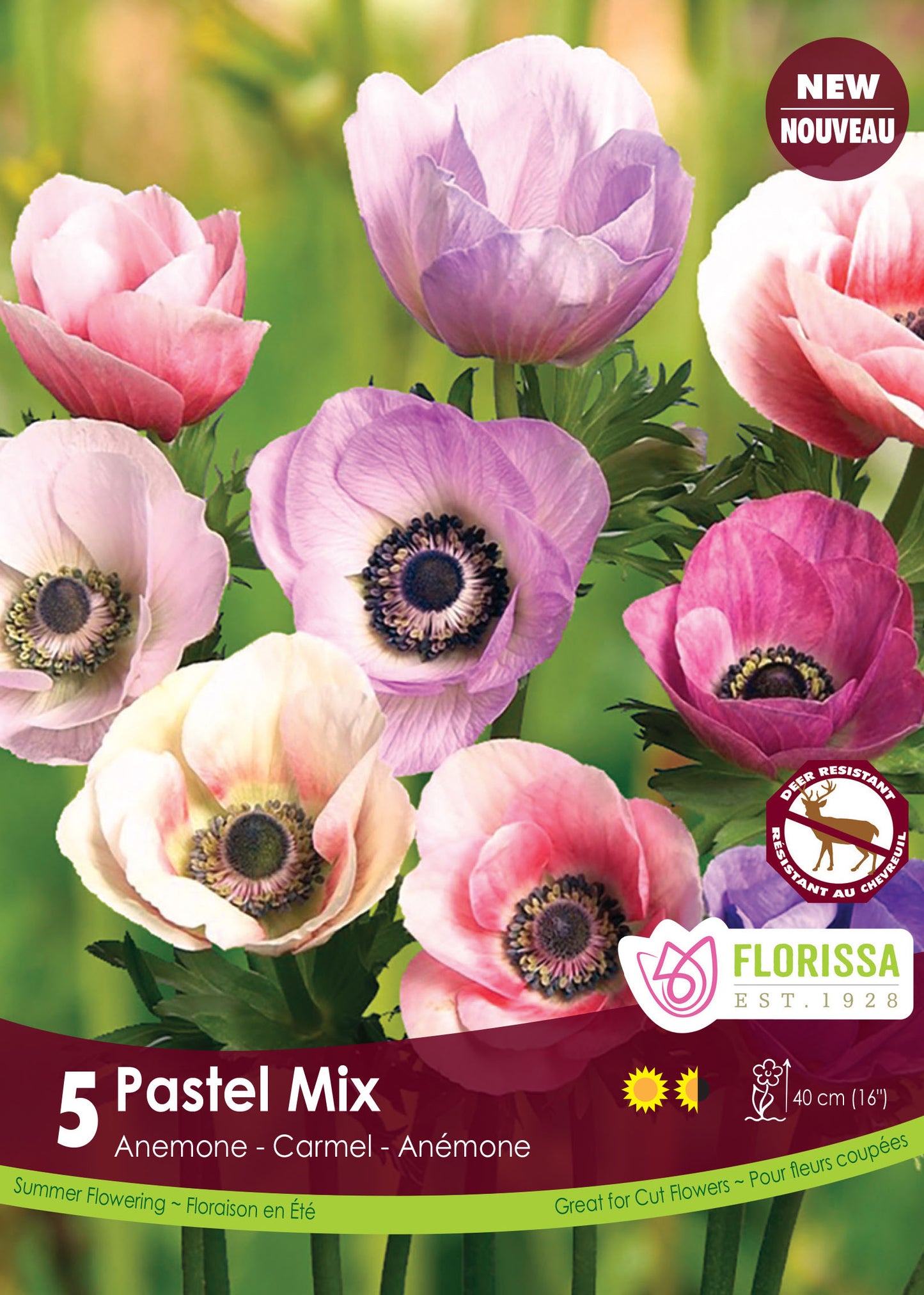 Anemone Carmel Pastel Mix Bulbs