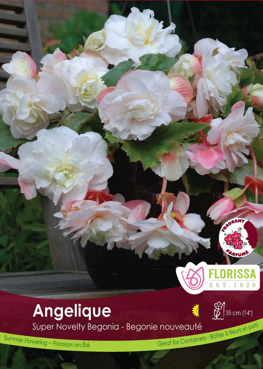 Begonia Super Novelty Angelique Tuber