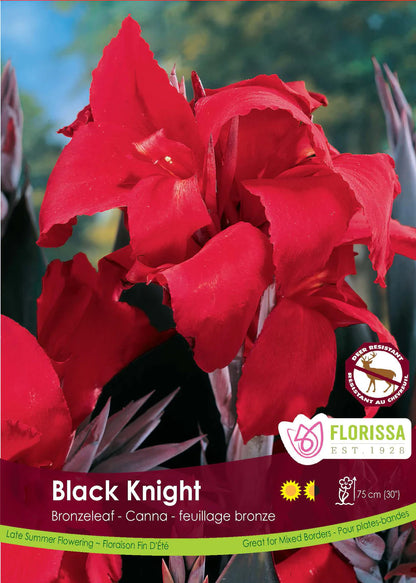 Canna Lily Bronzeleaf  Black Knight Root