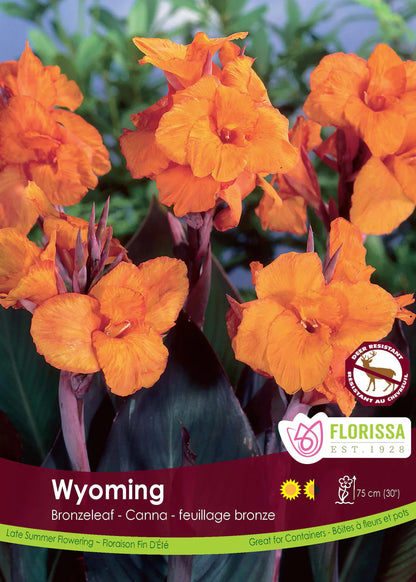 Canna Lily Bronzeleaf Wyoming Root