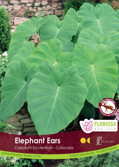 Caladium Alocasia Elephant Ears Bulb