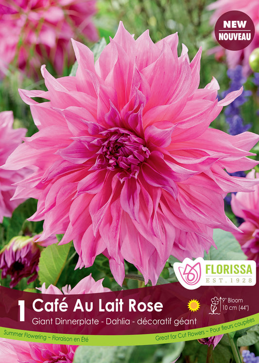 Dahlia Cafe Au Lait Rose Dinnerplate Clump