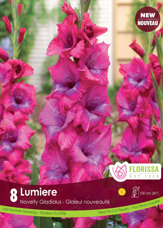 Gladiolus Novelty Dutch Lumiere  Bulbs