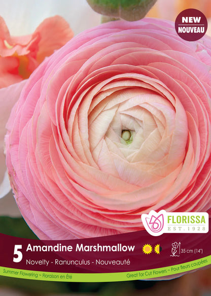 Ranunculus Amandine Marshmallow Bulbs