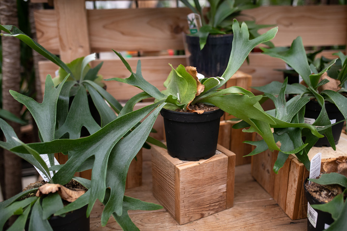 Staghorn Fern Hanging Hasket