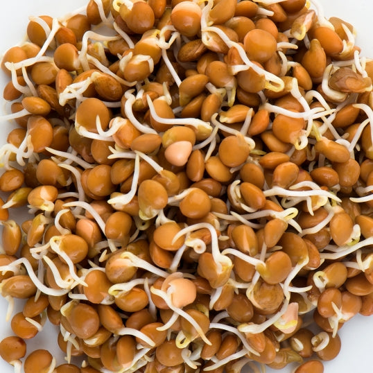 Sprouts Crimson Lentils Seeds 125gm