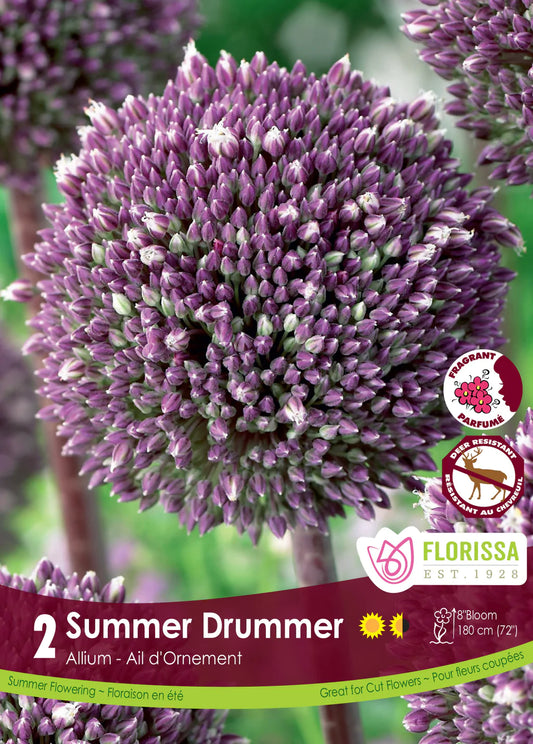 Allium Summer Drummer