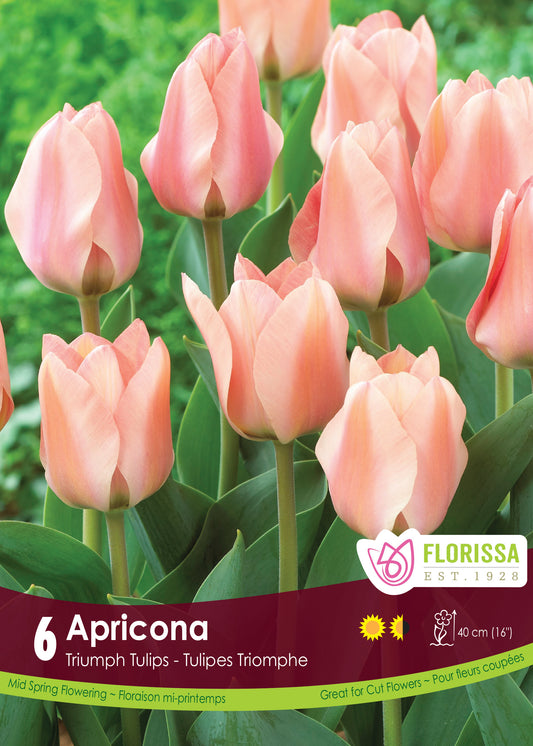 Apricona Triumph Tulip