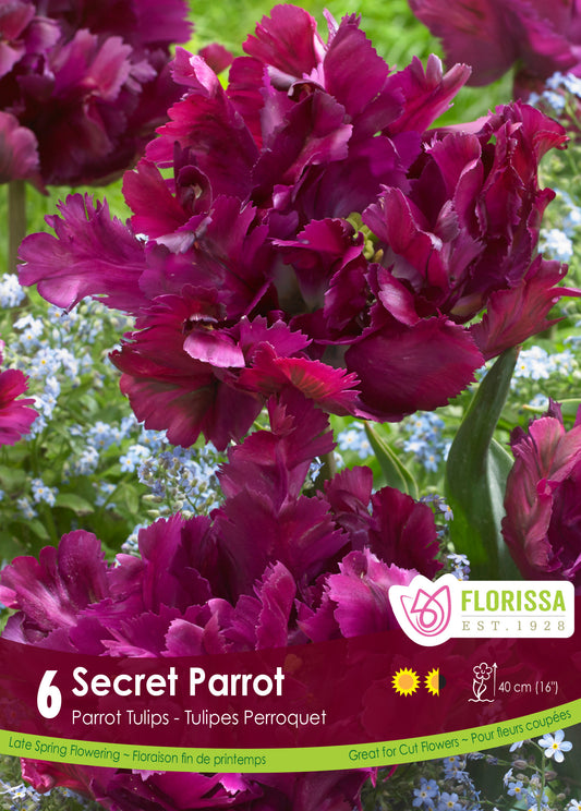 Secret Parrot Tulip