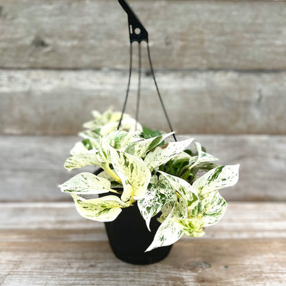 Pothos Marble Queen Hanging Basket