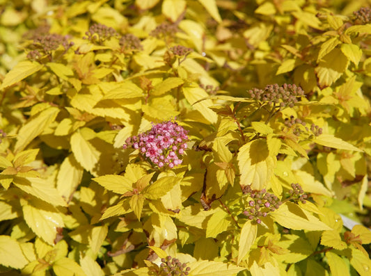 Spirea Mini Sunglo 2G