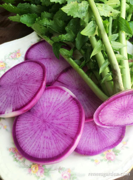 Radish Daikon Mini Purple