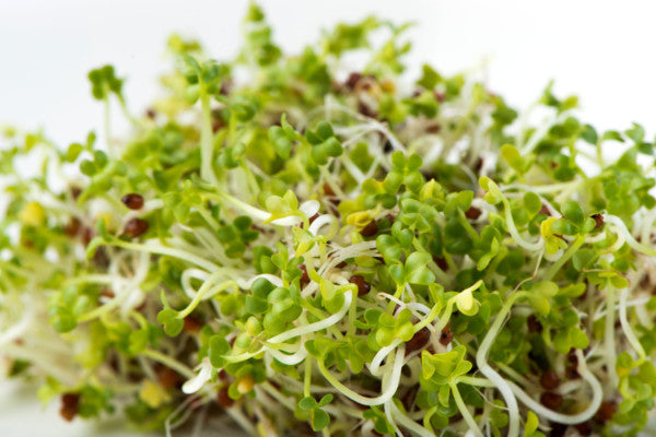 Sprouts or Microgreens Brown Mustard Seeds 100gm