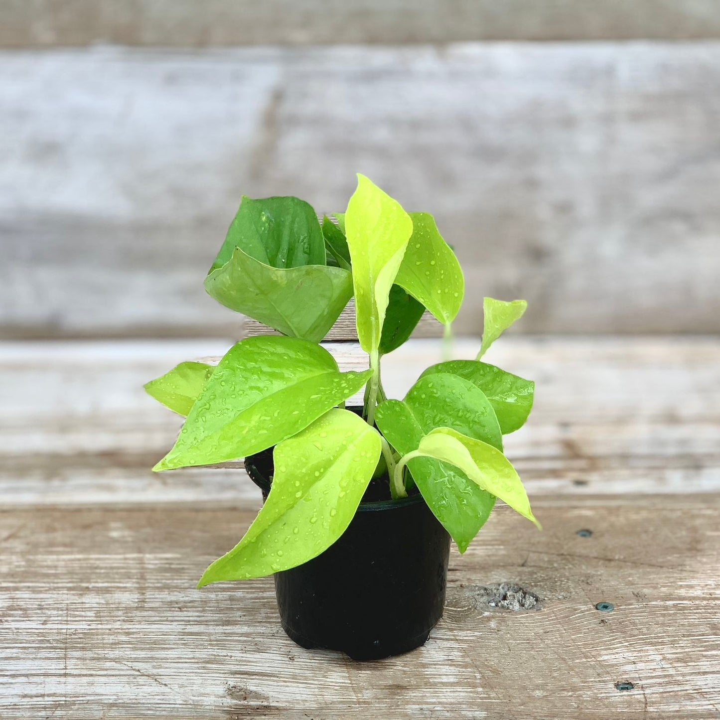 Neon Pothos 4" Pot