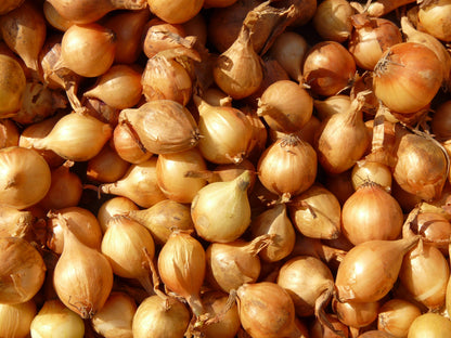 Shallots French Gourmet Bulbs