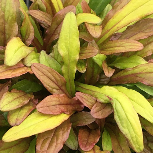 Feathered Friends™ Fancy Finch Bugleweed