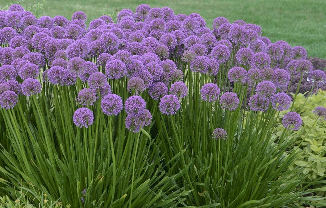 Allium Millenium 1G