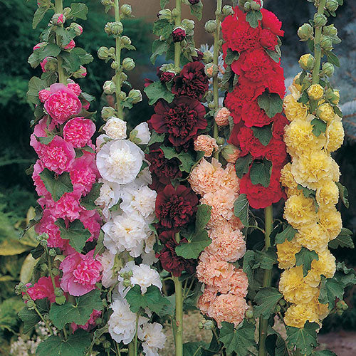 Hollyhock Chaters Mix 1G