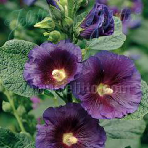 Hollyhock Purple Rain 1G