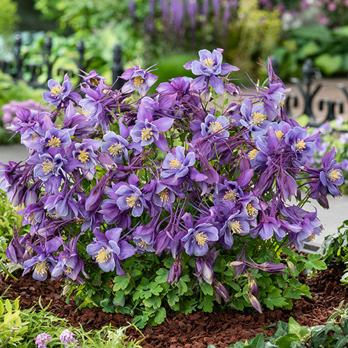 Columbine Earlybird™ Purple - Blue 1G