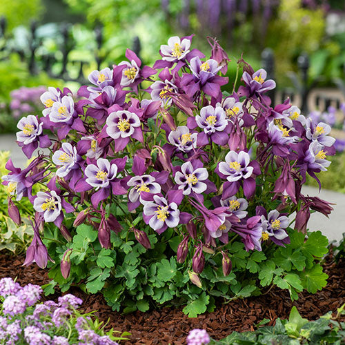 Columbine Earlybird™ Purple-White