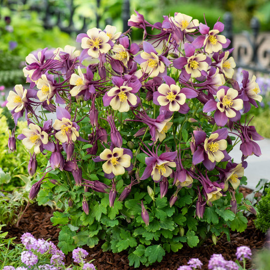 Columbine Earlybird Purple and Yellow 1G