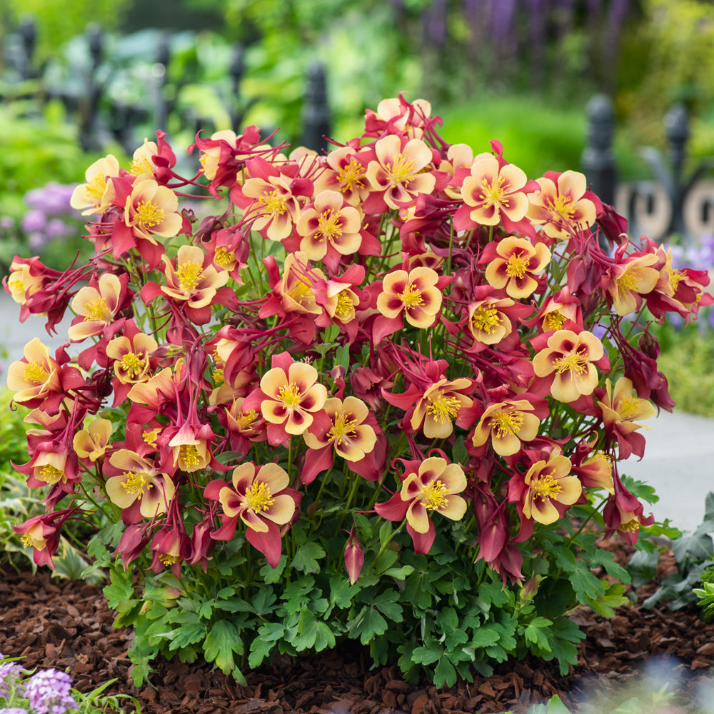 Columbine Earlybird Red and Yellow 1G