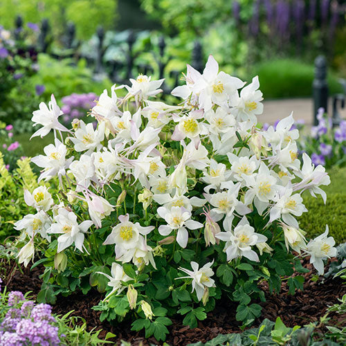 Earlybird™ White Columbine