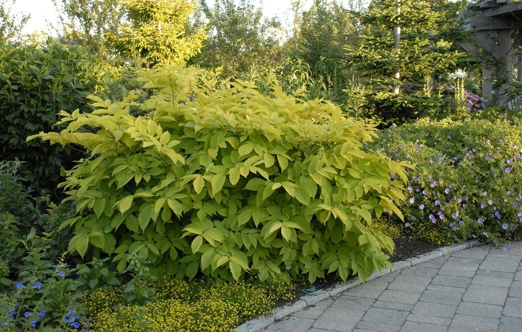 Japanese Spikenard Sun King