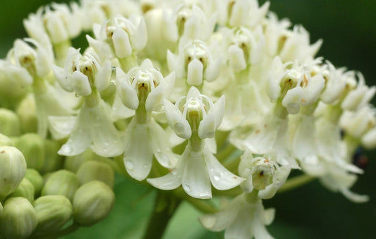 Milkweed Ice Ballet 1G