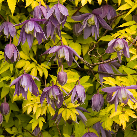 Clematis Stolwijk Gold 1G