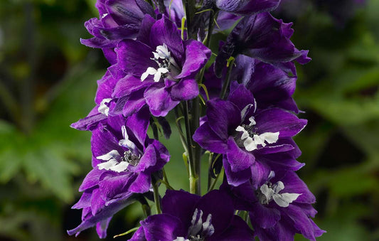 Delphinium Dark Blue White Bee 1G