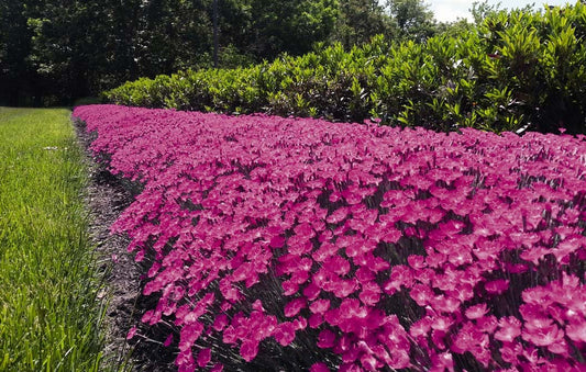 Dianthus Pinks Kahori Scarlet 1G