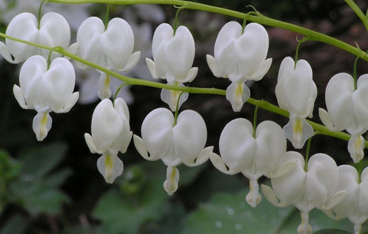 Dicentra Alba White Bleeding Heart 1G