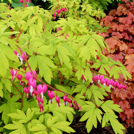 Dicentra Gold Heart Bleeding Heart 1G