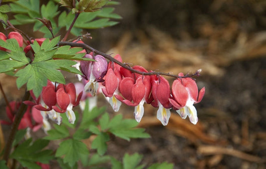 Dicentra Valentine Bleeding Heart 1G