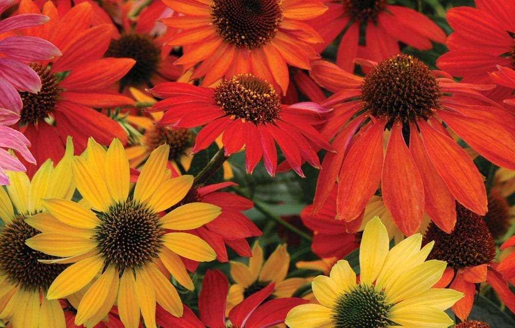 Echinacea Cheyenne Spirit Coneflower 1G