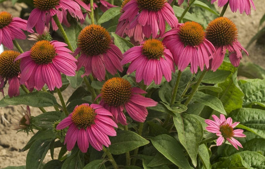 Echinacea Pow Wow Wildberry Coneflower 1G